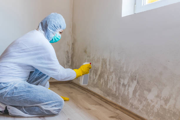 Licensed Attic Mold Remediation service in Weston, NJ - Car Mold Remediation