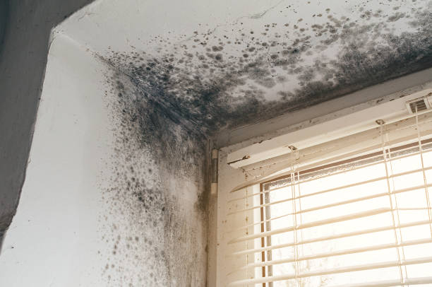 Affordable Attic Mold Remediation solutions in Weston, NJ